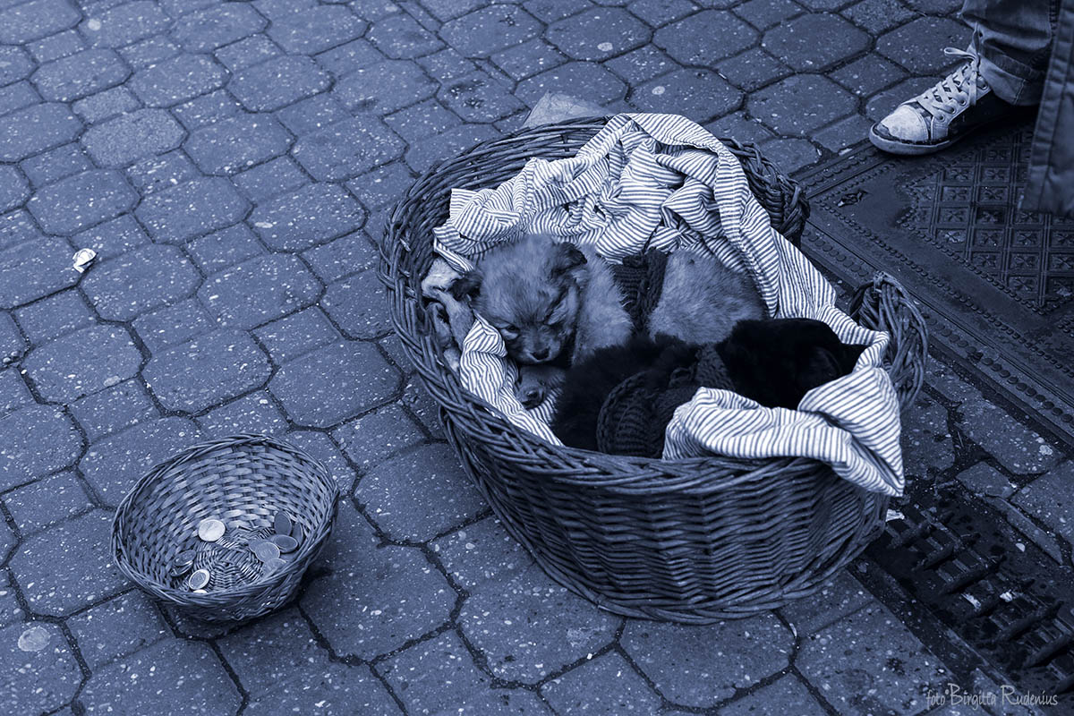 Blue Street Puppies ©BirgittaRudenius
