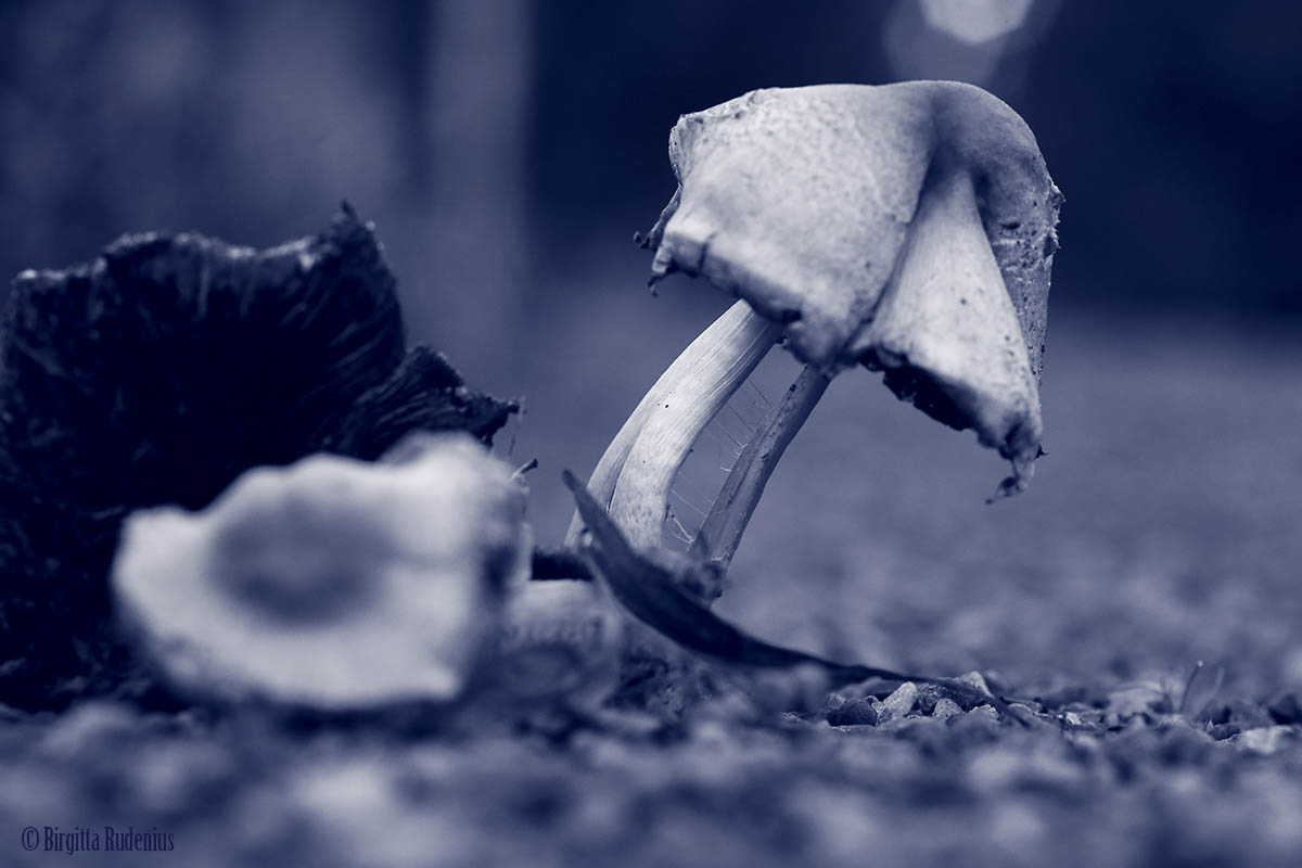 Blue Mushroom Still Standing